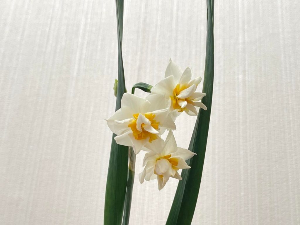 二十四節気「立春」七十二候「東風解凍（はるかぜこおりをとく）黄鶯睍睆（うぐいすなく）魚上氷（うおこおりをいずる）」