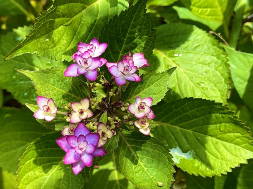 二十四節気「芒種」七十二候「蟷螂生（かまきりしょうず）腐草為蛍（くされたるくさほたるとなる）梅子黄（うめのみきばむ）」