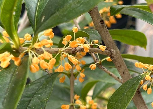 二十四節気「立冬」七十二候「山茶始開（つばきはじめてひらく）地始凍（ちはじめてこおる）金盞香（きんせんかさく）」